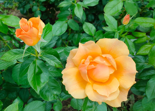 Rosens ursprung, kraft, charm, och produktionen av eterisk rosenolja